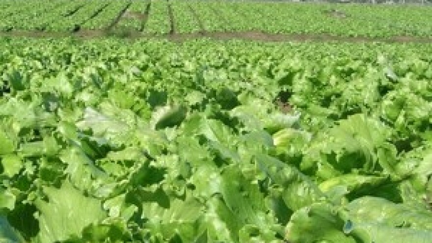 Kako protiv bolesti povrća u trenutnim vremenskim uvjetima?