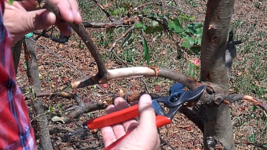 Pomoć voćkama nakon tuče: Kako napraviti regenerativni rez?