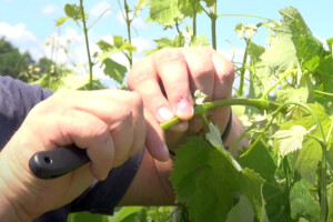 Cijepljenje vinove loze metodom Zeleno na zeleno  