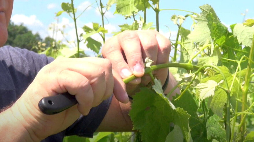Cijepljenje vinove loze metodom Zeleno na zeleno  