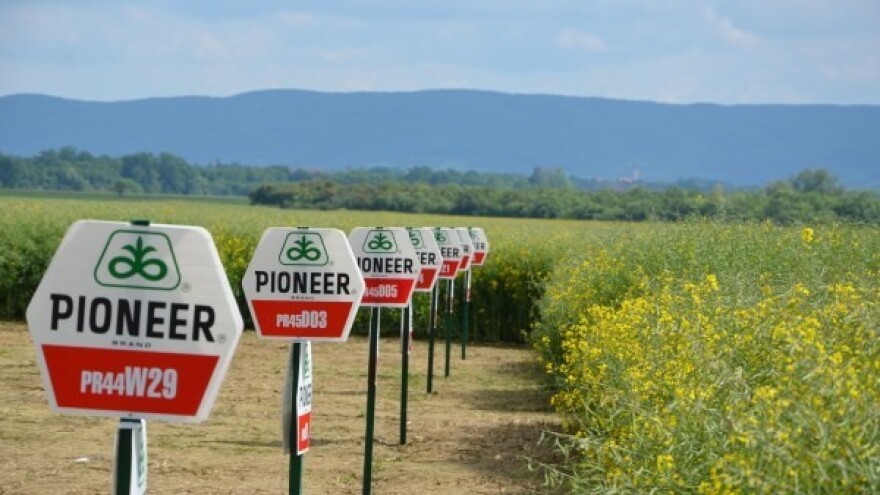 Uspjeh Pioneer hibrida uljane repice!