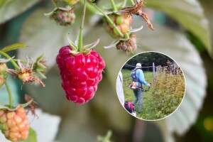 Uništavaju se maline širom BiH: Kose ih trimerom, prave rakiju, rupe za bacanje, puštaju krave u voćnjake