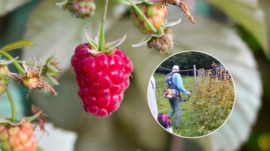 Uništavaju se maline širom BiH: Kose ih trimerom, prave rakiju, rupe za bacanje, puštaju krave u voćnjake