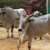 Objavljene cijene stoke na stočnim sajmovima - najviše poskupjeli bikovi?
