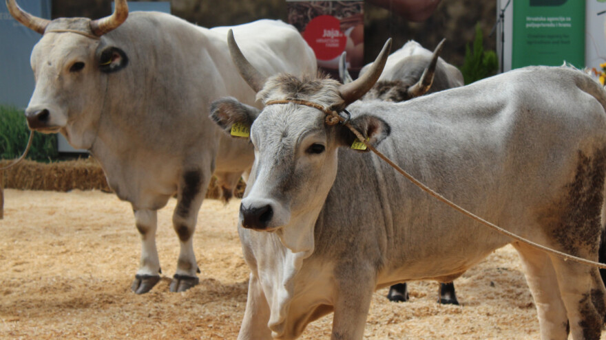 Objavljene cijene stoke na stočnim sajmovima - najviše poskupjeli bikovi?