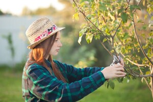Neiskorišteni potencijal za razvoj ruralnog prostora kroz korištenje rezidbenih ostataka
