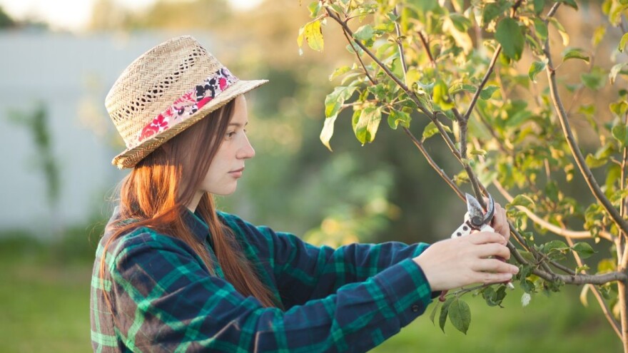 Neiskorišteni potencijal za razvoj ruralnog prostora kroz korištenje rezidbenih ostataka
