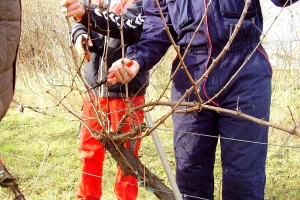 Vinova loza dobro podnijela zimu: Koje načine rezidbe primjeniti?
