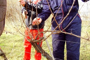 Vinova loza dobro podnijela zimu: Koje načine rezidbe primjeniti?