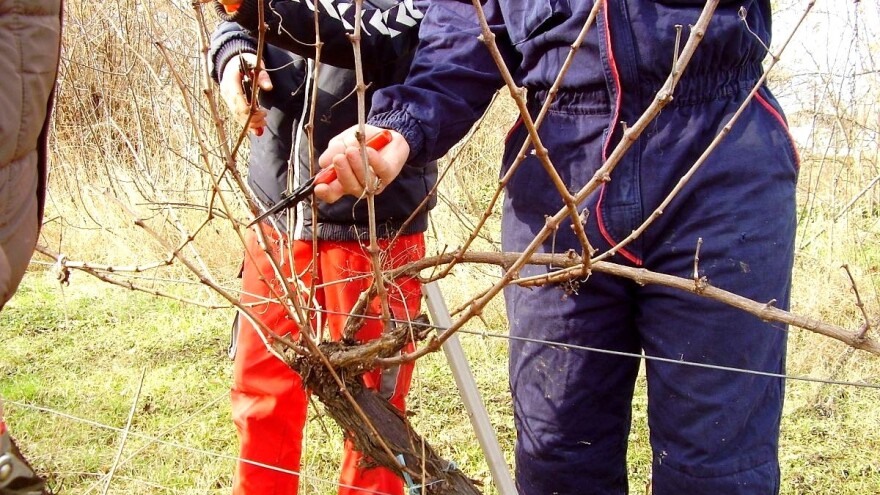 Vinova loza dobro podnela zimu: Koje načine rezidbe primeniti?