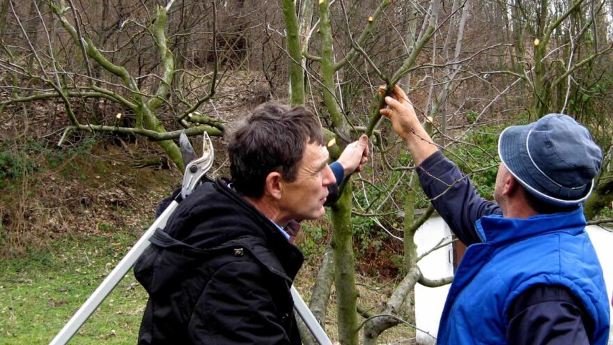 Rekonstruktivna rezidba starih zasada lek za lošu rezidbu