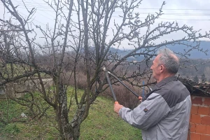 Šta sve treba uraditi u voćnjacima do kretanja vegetacije?