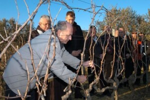 Podignuto 520 hektara vinograda