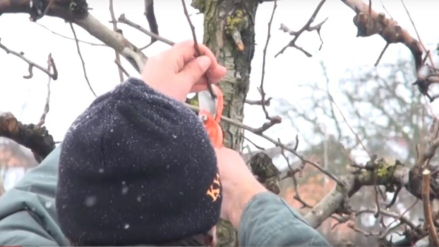 Pravilna rezidba voćaka: pratite uzgojni oblik i dobit ćete plodno stablo