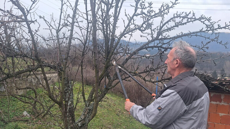 Šta sve treba uraditi u voćnjacima do kretanja vegetacije?