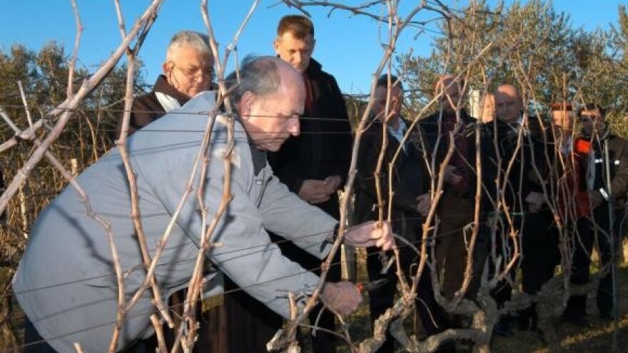 Podignuto 520 hektara vinograda