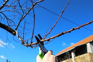Palbidona kod breskve: Kako se izvodi rezidba?
