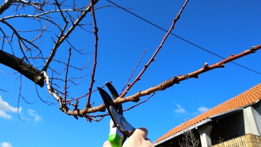 Krenula vegetacija u zasadima breskve - prijeti li opasnost od patogena?