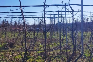 Rezidba krušaka lakše se izvodi kada je podloga dunja