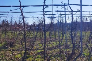 Rezidba krušaka lakše se izvodi kada je podloga dunja