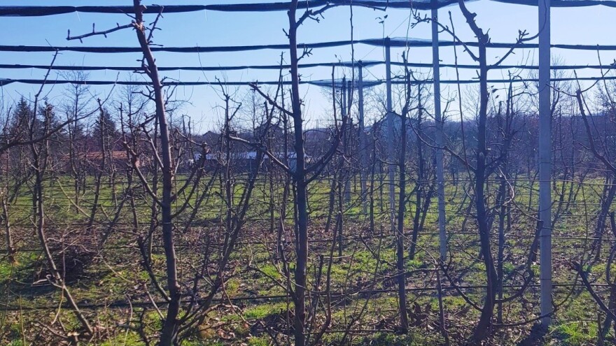 Rezidba krušaka lakše se izvodi kada je podloga dunja