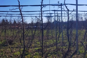 Rezidba krušaka lakše se izvodi kada je podloga dunja