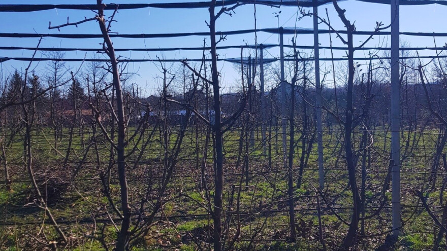 Rezidba krušaka lakše se izvodi kada je podloga dunja