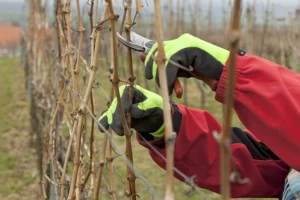 Vrijeme je rezidbe vinograda - koji rez je najbolji?