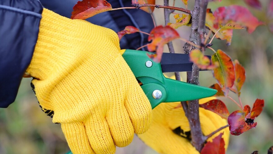 Kako podmladiti staru krušku rezidbom?