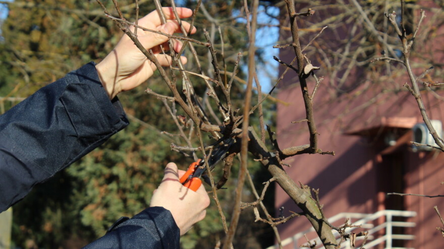 Stare, tradicijske sorte voćki ne treba orezivati? Stručnjaci kažu - nije tačno!