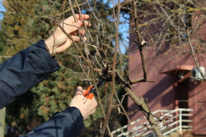 Stare, tradicijske sorte voćki ne treba orezivati? Stručnjaci kažu - nije točno!