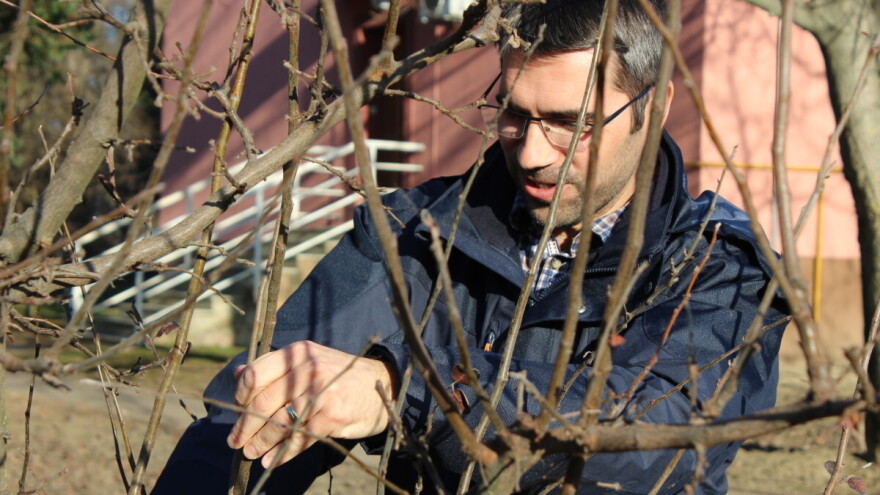 Voćarstvo i rasadničarstvo u Hrvatskoj devastirano - evo kako podići proizvodnju