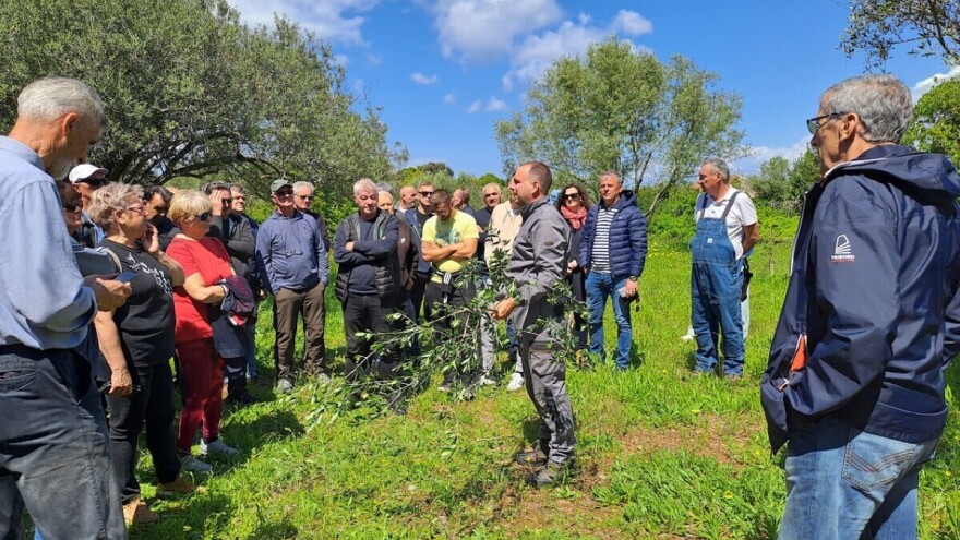 Rezidba maslina - kako ju obaviti i koje greške izbjeći?