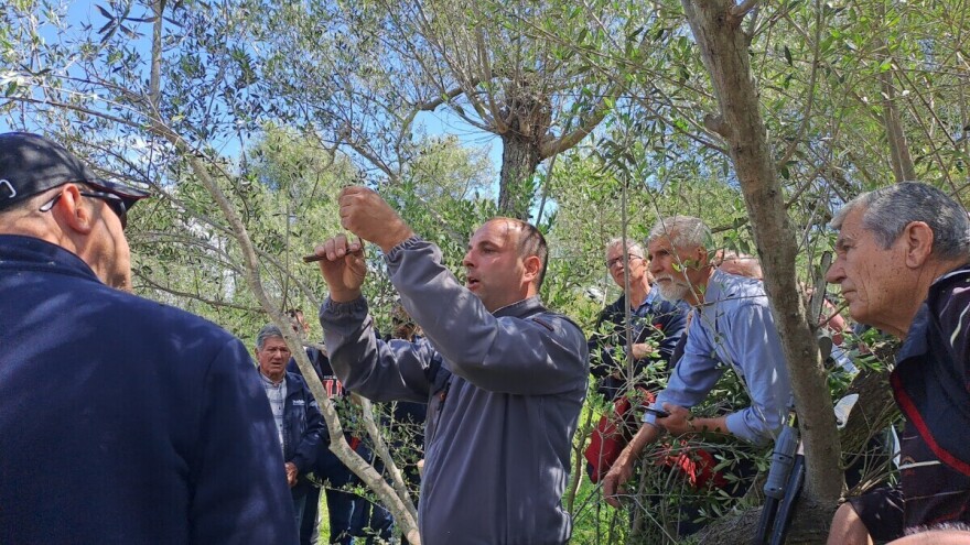 U Zadru startao prvi webinar o zaštiti maslina
