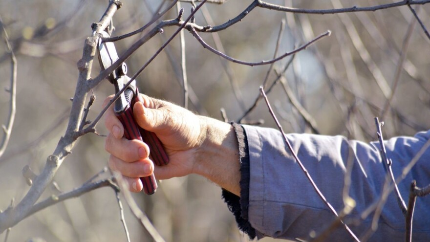Primenite tehniku podmlađivanja starih zasada jabuke - evo i kako