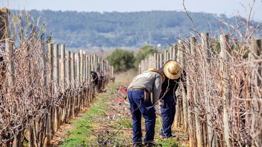 Rezidba je počela, ali tko će rezati? Hrvatski voćari i vinogradari u borbi s nestašicom radne snage