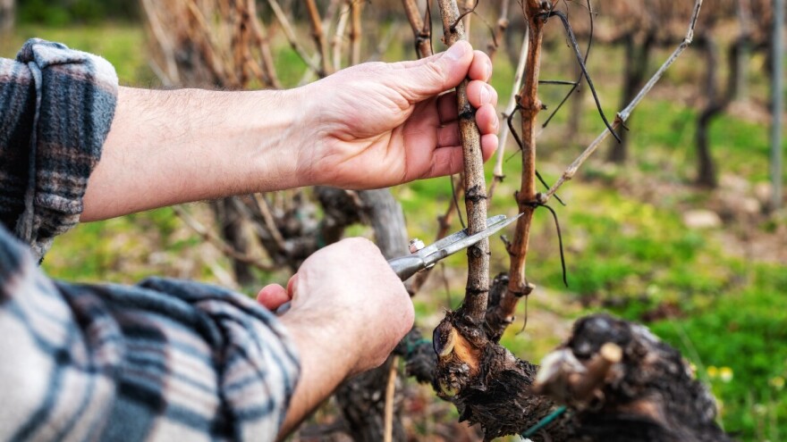 Rezidba krenula, a rezača nema: Vinogradari i voćari pred ozbiljnim problemom