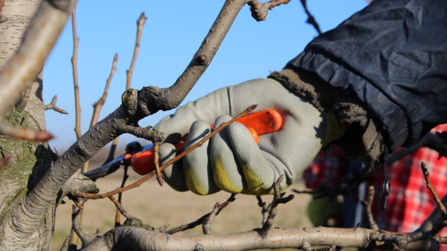 Lake i dobre škare, volja i znanje - sve što vam treba prilikom rezidbe voća