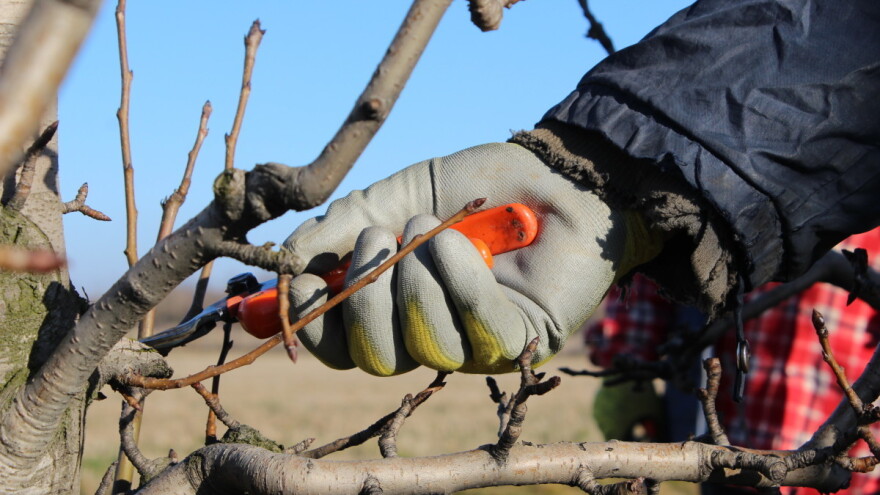 Prijavite se za besplatnu zimsku školu rezidbe voćaka, broj polaznika je ograničen
