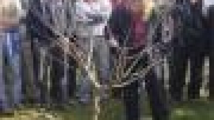 Rezidba ljeske u Daruvaru 2009