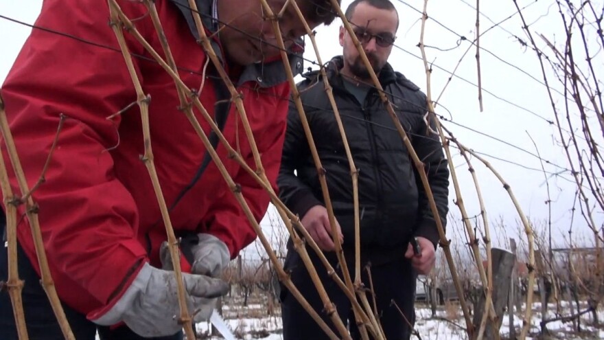 Kako pravilno orezati lozu uzgojnog oblika dvostruki gijot