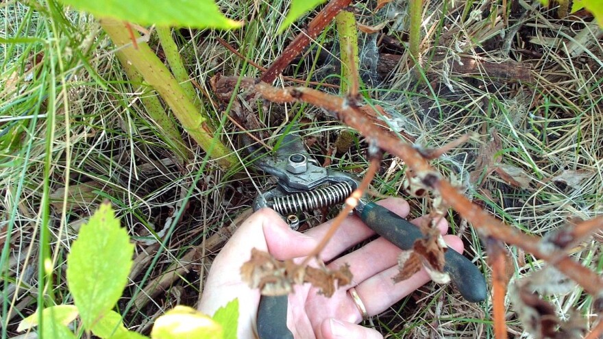 Rezidbom malinjaka do boljeg i kvalitetnijeg roda