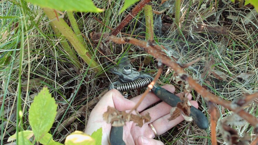 Rezidbom malinjaka do boljeg i kvalitetnijeg uroda
