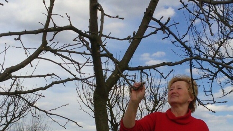 Rezidbom se regulira rod i kakvoća plodova