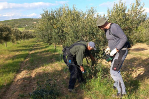 Nakon rezidbe, zaštitite masline od bakterijskog raka i paunova oka