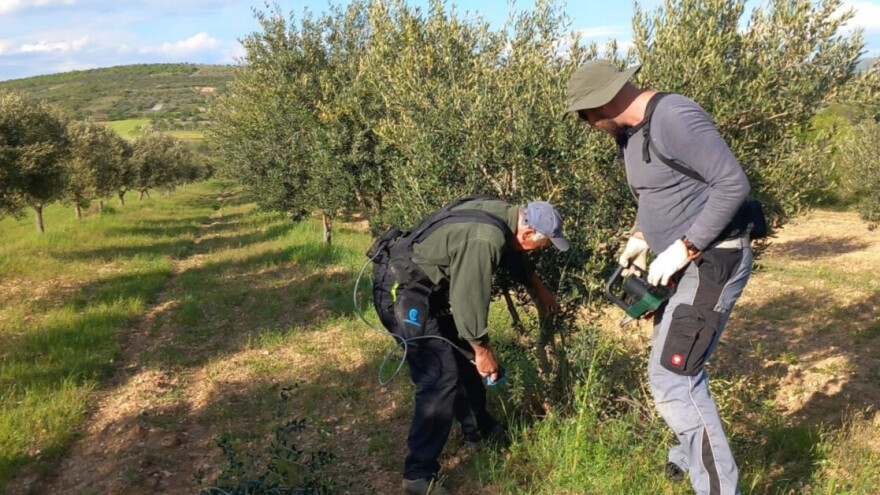 Nakon rezidbe, zaštitite masline od bakterijskog raka i paunova oka