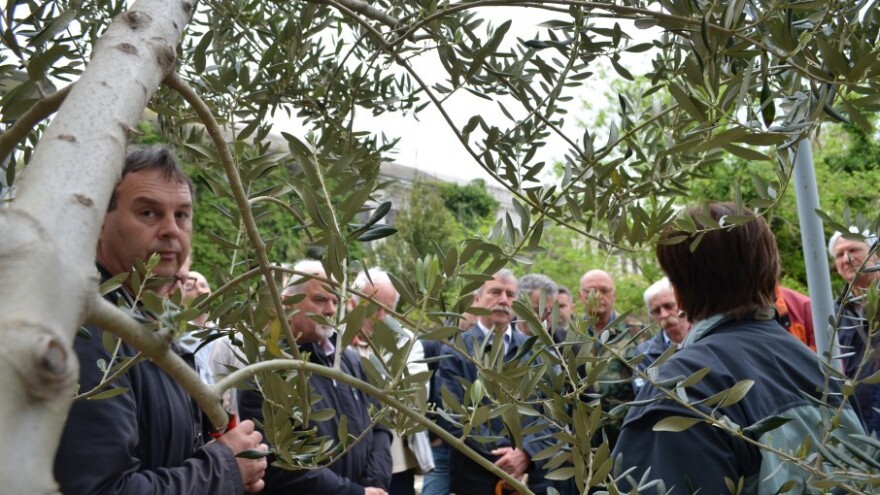 Međunarodni Dani masline Zadar 2016.