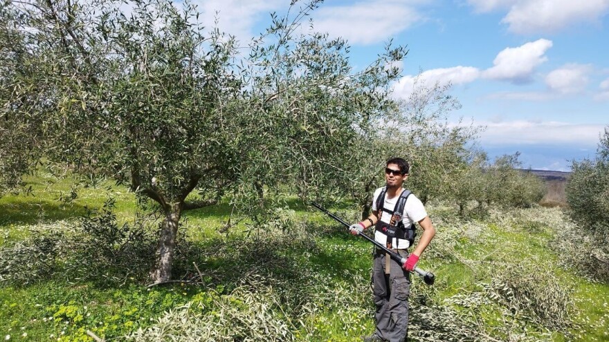 Sudjelujte na 13. šampionatu rezidbe maslina u obliku polikonične vaze