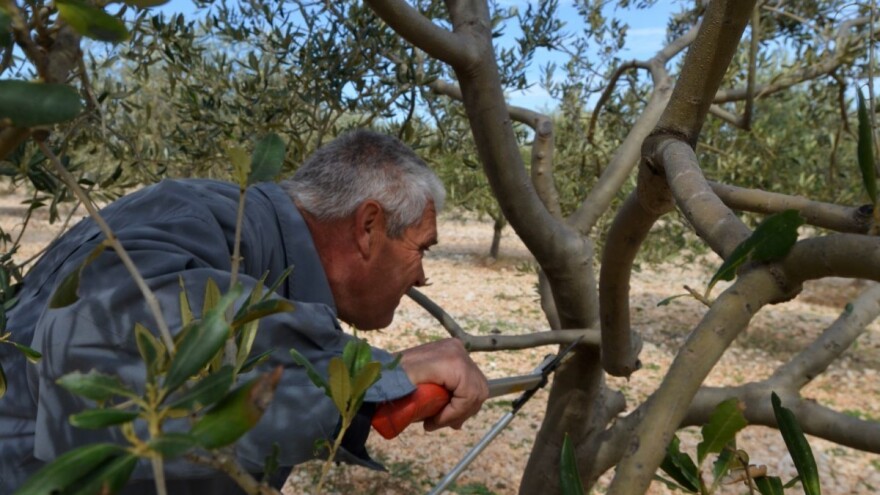 Prva rezidba na rod trebala bi krenuti u martu