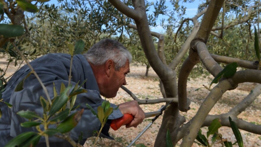 Iza berbe obavite sanitranu rezidbu maslina a možete posaditi i bob